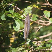 Spathodea campanulata P.Beauv.